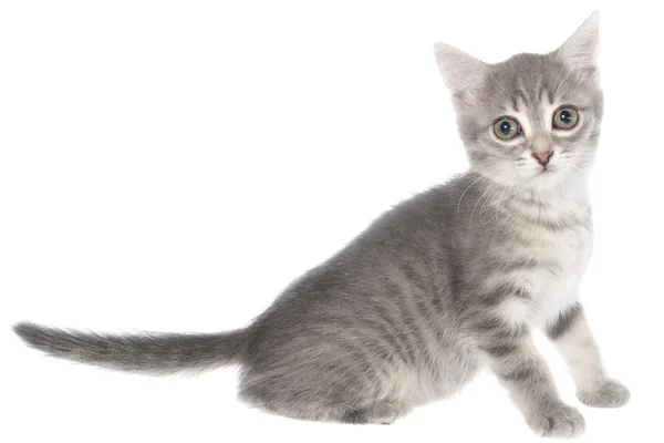 Brits korthaar tabby kitten vergadering geïsoleerd — Stockfoto