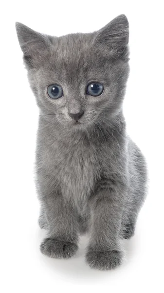 Kleine grijze korthaar kitten vergadering geïsoleerd — Stockfoto