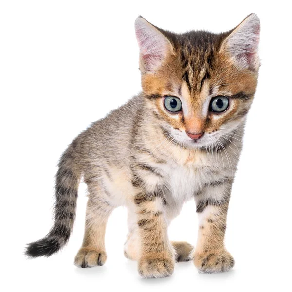 Sinsi sürünerek stenografi brindled yavru kedi — Stok fotoğraf