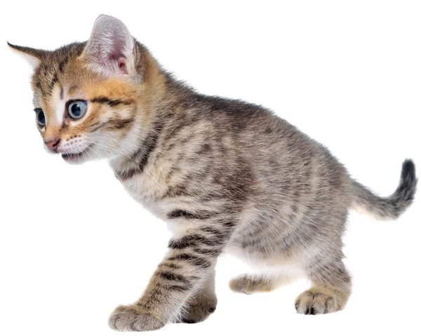Bonte kitten korthaar kruipen sluipen — Stockfoto