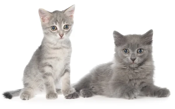 Британский коротышка Тэбби Котенок и серый котенок сидят — стоковое фото