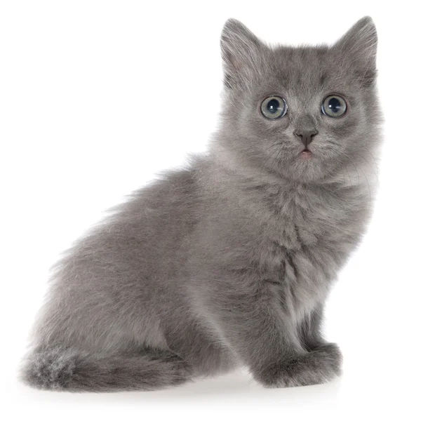 Mały szary kotek długowłosych siedzi — Zdjęcie stockowe