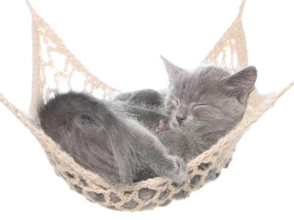 Carino grigio gattino dormire in amaca — Foto Stock