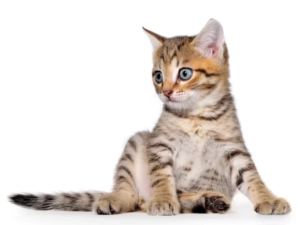 Taquigrafía brindled gatito — Foto de Stock