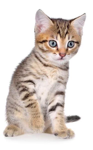 Shorthair brindled kitten — Stock Photo, Image