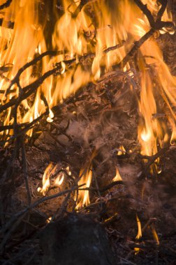 Ormanda yakacak odun yakmak 