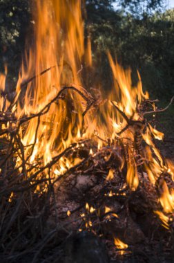 Ormanda yakacak odun yakmak 