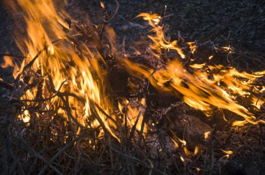 Ormanda yakacak odun yakmak 