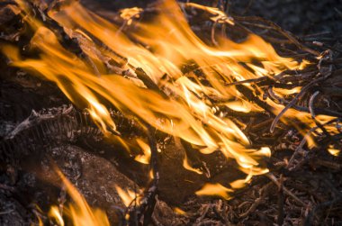 Ormanda yakacak odun yakmak 