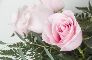 Rosa, Rosa, Flores, Ramo, Fiesta Regalar, Doğal, Fauna, Flora, Floristaria, Cumpleaos 