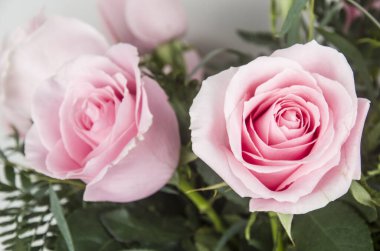 Rosa, Rosa, Flores, Ramo, Fiesta Regalar, Doğal, Fauna, Flora, Floristaria, Cumpleaos 