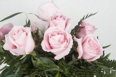 Rosa, Rosa, Flores, Ramo, Fiesta Regalar, Doğal, Fauna, Flora, Floristaria, Cumpleaos 