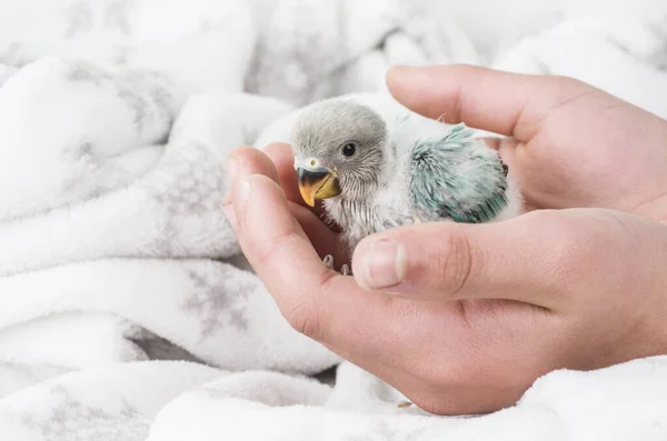 Uccello Uccello Domestico Mosca Animale Inseparabile Pensare Fedele — Foto Stock