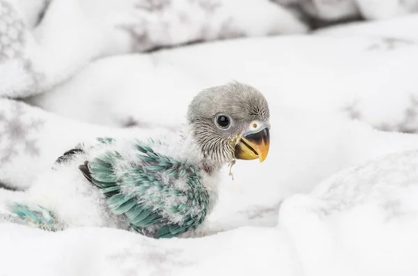 Uccello Uccello Domestico Mosca Animale Inseparabile Pensare Fedele — Foto Stock