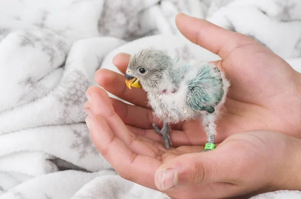 Lovebird Bird Domestic Fly Animal Individual Think Faithful — стоковое фото