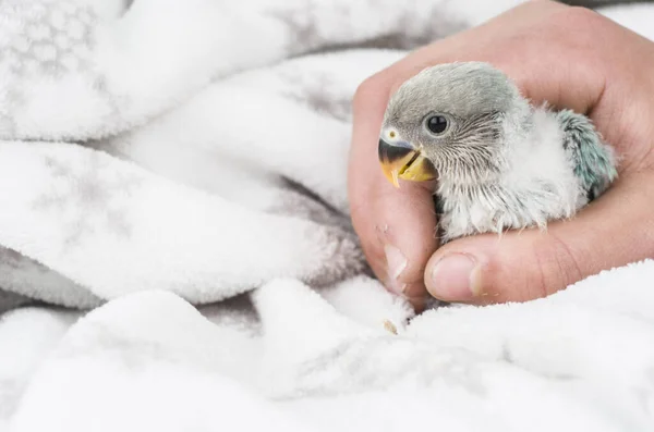 Pássaro Pássaro Doméstico Mosca Animal Inseparável Pensar Fiel — Fotografia de Stock