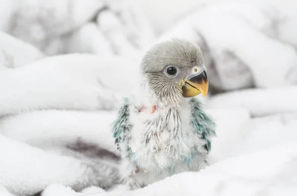 Uccello Uccello Domestico Mosca Animale Inseparabile Pensare Fedele — Foto Stock