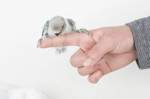 Uccello Uccello Domestico Mosca Animale Inseparabile Pensare Fedele — Foto Stock