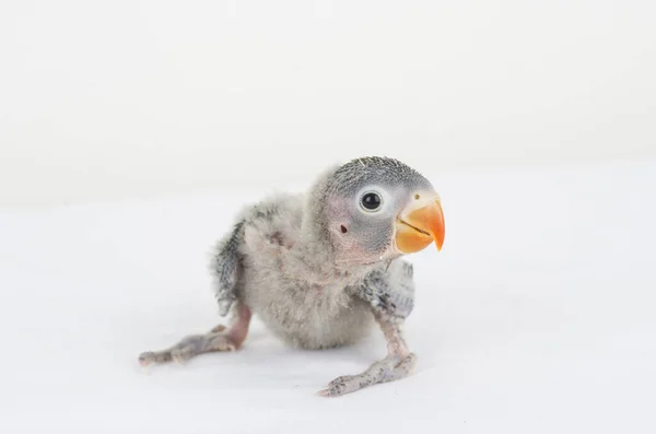 Zvíře Pták Coloful Příroda Wil Ebeautiful Lovebird Exotické Tropické Gapornis — Stock fotografie