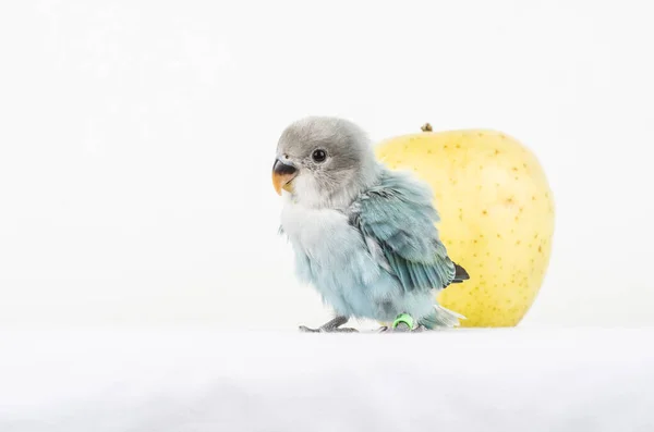 동물의 향취를 풍기는 자연의 이색적 조류인 Gapornis Fischeri — 스톡 사진