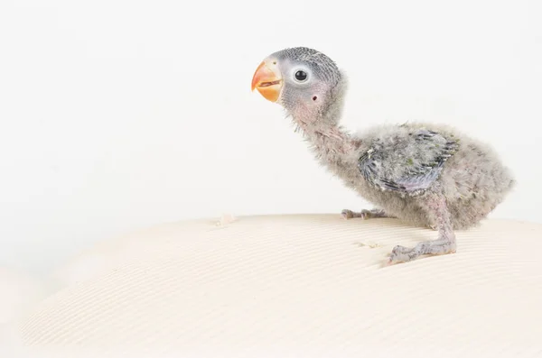 Zvíře Pták Coloful Příroda Wil Ebeautiful Lovebird Exotické Tropické Gapornis — Stock fotografie