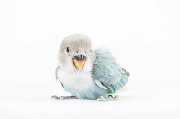 Zvíře Pták Coloful Příroda Wil Ebeautiful Lovebird Exotické Tropické Gapornis — Stock fotografie