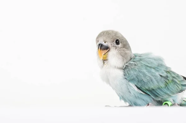 Zvíře Pták Coloful Příroda Wil Ebeautiful Lovebird Exotické Tropické Gapornis — Stock fotografie