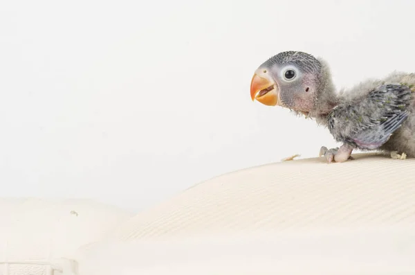 Zvíře Pták Coloful Příroda Wil Ebeautiful Lovebird Exotické Tropické Gapornis — Stock fotografie