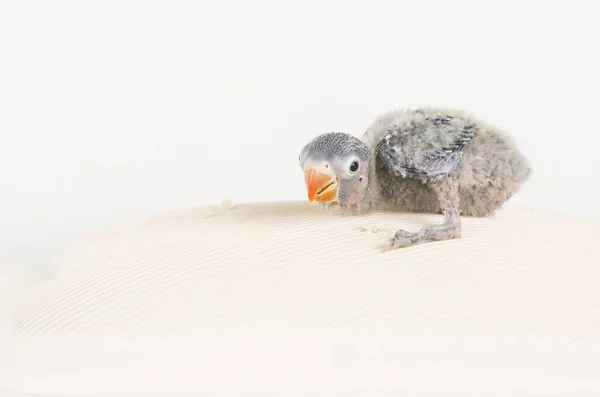 Zvíře Pták Coloful Příroda Wil Ebeautiful Lovebird Exotické Tropické Gapornis — Stock fotografie