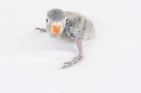 Zvíře Pták Coloful Příroda Wil Ebeautiful Lovebird Exotické Tropické Gapornis — Stock fotografie