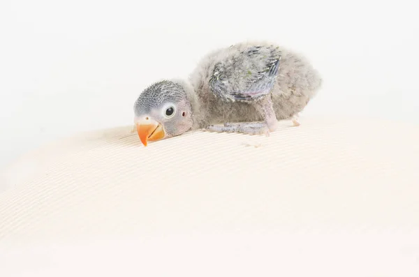 Animal Pássaro Colorido Natureza Wil Ebeautiful Lovebird Exótico Tropical Gapornis — Fotografia de Stock