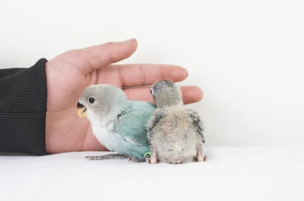 동물의 향취를 풍기는 자연의 이색적 조류인 Gapornis Fischeri — 스톡 사진