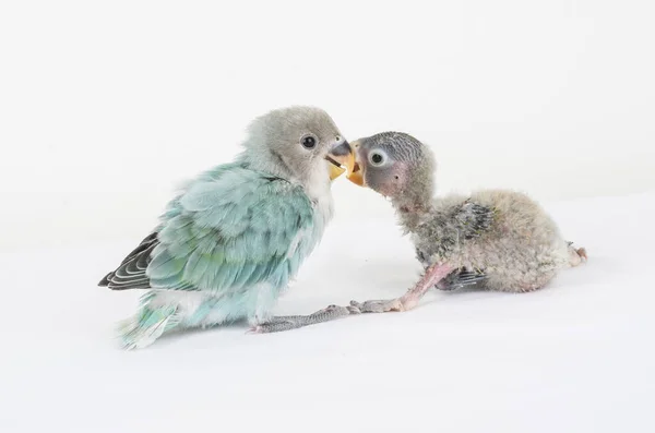 Zvíře Pták Coloful Příroda Wil Ebeautiful Lovebird Exotické Tropické Gapornis — Stock fotografie