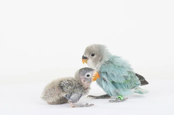 Ζωικό Πουλί Coloful Φύση Ebeautiful Lovebird Εξωτικά Τροπικά Gapornis Fischeri — Φωτογραφία Αρχείου