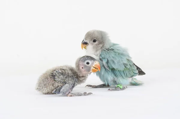 Zvíře Pták Coloful Příroda Wil Ebeautiful Lovebird Exotické Tropické Gapornis — Stock fotografie