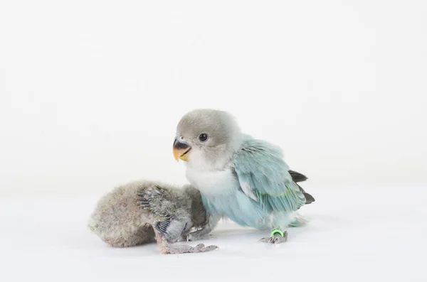 Hayvan Kuş Coloful Doğa Güzel Aşk Kuşu Olacak Tropikal Gapornis — Stok fotoğraf