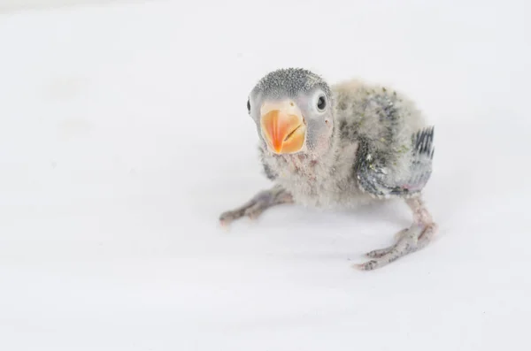 Zvíře Pták Coloful Příroda Wil Ebeautiful Lovebird Exotické Tropické Gapornis — Stock fotografie