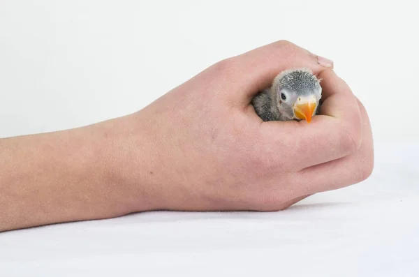 Animal Pássaro Colorido Natureza Wil Ebeautiful Lovebird Exótico Tropical Gapornis — Fotografia de Stock