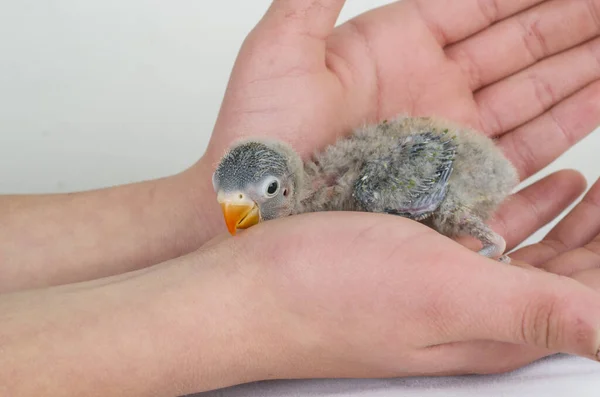 동물의 향취를 풍기는 자연의 이색적 조류인 Gapornis Fischeri — 스톡 사진