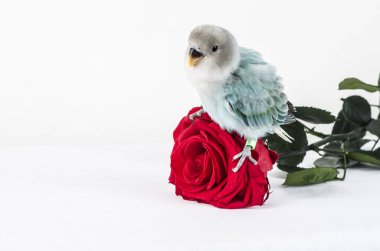 Kırmızı gül ve agapornis kuşu