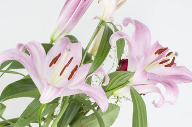 lium, flora, fauna, çiçekler, buket, bahçe, bitki, taç yaprağı, hediye 