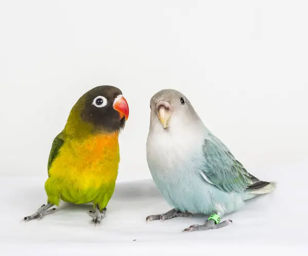 beyaz arkaplanda agapornis kuşları