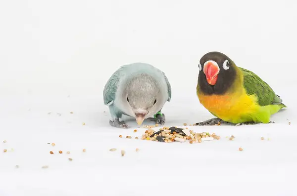 Två Agapornis Fåglar Vit Bakgrund Stockfoto