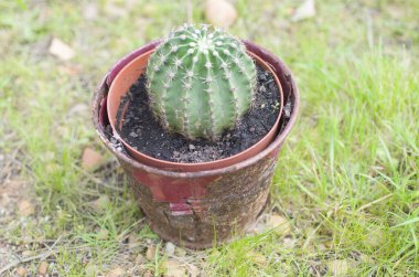 tencerede küçük kaktüs 