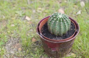 tencerede küçük kaktüs 