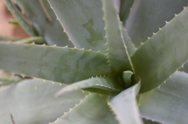 Aloe vera bitkisi bahçede