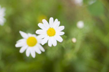 Bahçedeki beyaz papatyalar 