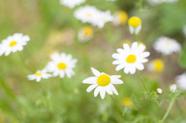 Bahçedeki beyaz papatyalar 