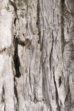 Ağaç kabuğu dokusu, soyut doğa, doğa arkaplan 