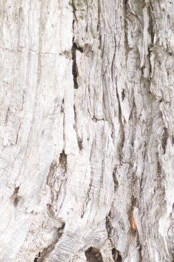 Ağaç kabuğu dokusu, soyut doğa, doğa arkaplan 